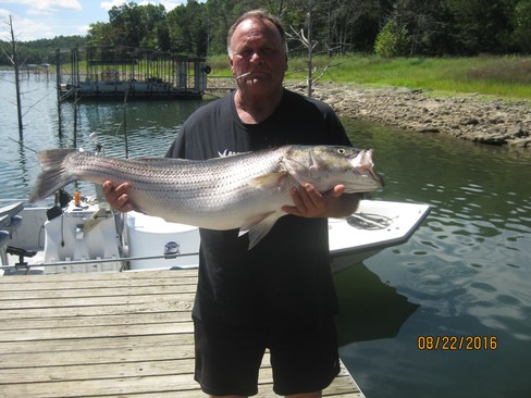 Nice Striped Bass